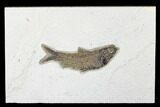 Fossil Fish (Knightia) - Green River Formation #179237-1